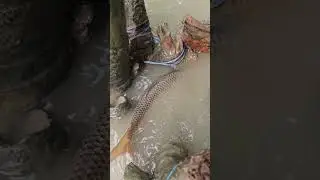 Unique Fishing Technique #shorts #shortvideo
