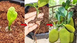 Jackfruit Grow From Cuttings Use Aloe Vera & Rooting Hormone 100% Results