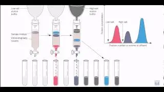 Ion exchange chromatography