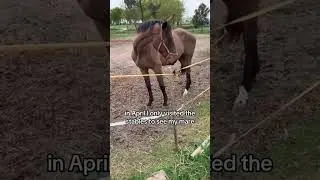 Hernia Surgery for Equestrians | My story 🐴💖✨ #cavalo #portugal #herniasurgery #backsurgery
