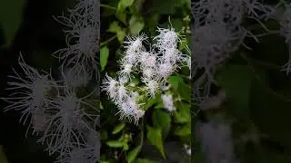 Wild flowers 😱😍 || Jack in the Bush #homegardeningnir #nature #youtubeviralshorts #wildflowers