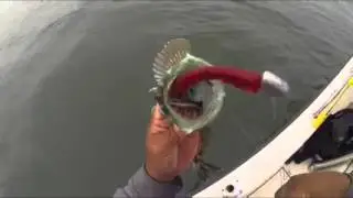 Lingcod on Swimbaits in San Francisco, California