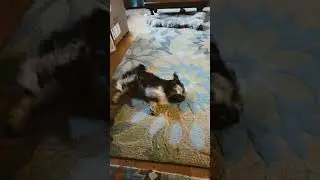 Маленькая собачка 🐕 дурачится после купания 😆 🤣 😂