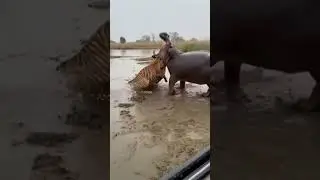 &ldquo;Two Tigers Attack a Hippo&hellip; Big Mistake&rdquo;