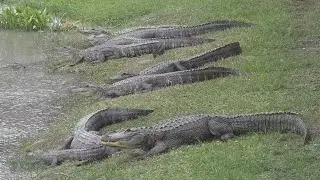 A Southeast Texas wildlife rescue sanctuary will be starring in a TV show about catching gators