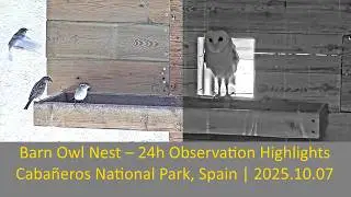 🦉 Barn Owl Nest &ndash; 24h Observation Highlights | Caba&ntilde;eros National Park, Spain | 2025.10.07