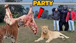 Gorilla,Lion And Tigers Party 🦍🦁🐅