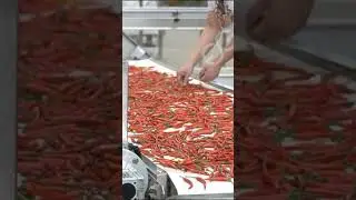 Industrial Paprika Washing Machine Chili Pepper Cleaning Machines