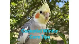 Cockatiel Winter Care Tips / Bird Winter Care / cockatiel #parrots 