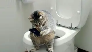 Funniest cats and dogs 🐶🐱 part 16