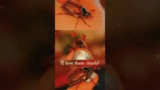 May beetles galore!😍 #maybeetle #cockchafer #junebug #bug #cute