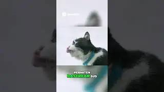 &iquest;Por Qu&eacute; Usar un Collar GPS para Gatos