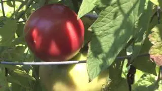 A How to Organic Vegetable Garden: Garden Design and Choose which Vegetables to Plant
