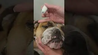 Giving a dog an eye drop video demonstration