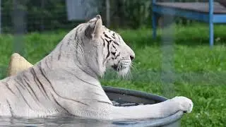Fun Tiger Facts Featuring the Big Cats at Turpentine Creek Wildlife Refuge