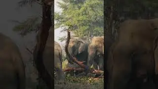 Largest Tiger Reserve of India - Jim Corbett National Park | First National Park of India