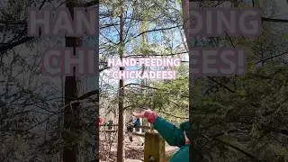 hand feeding chickadees in the cleveland metroparks!
