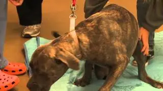 Dog walks for 1st time with prosthetic paw