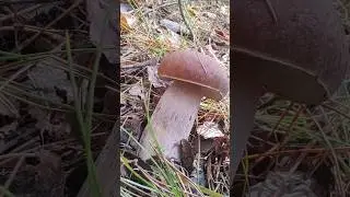 КАК РАСТЁТ БЕЛЫЙ ГРИБ? Высшая лига!!!