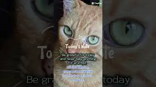 Remember God has you.   Stay strong, stay positive & always loved. ❤️🙏❤️ #cat #love ##blessed