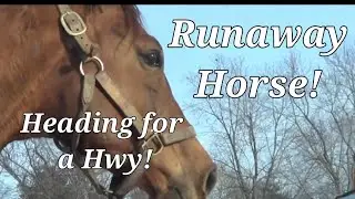 Runaway horse is stopped before entering busy highway! #horses