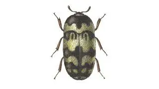 Step-by-Step Insect Identification: Carpet Beetles vs. Other Pests