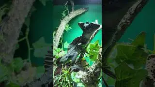 Crocodile cage diving - La Bonheur