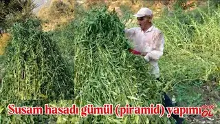 Ekildi, Bi&ccedil;ildi, G&uuml;m&uuml;l Oldu | Y&ouml;r&uuml;k K&ouml;y&uuml;nde İlk Susam Hasadı, Emek Toprağa D&uuml;şt&uuml;
