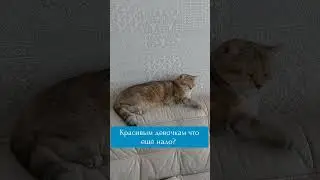 #британскиекотята #kittenforsale #bri #британцы #котики
