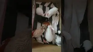 #rabbit #pets #bunny #cute #pet Feeding  south indian break fast idly