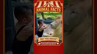 🐾 Lions Play Like Giant Cats?! | Amazing Lion Facts 🦁