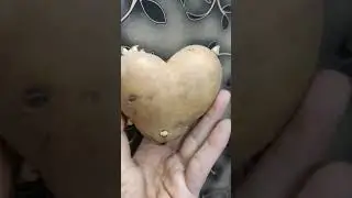 This i found while cooking| Heart shape potato #youtubeshorts #shorts