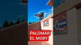 EN EL PALOMAR DE SALVI EL MORY DE GUADALCACIN #shortvideo