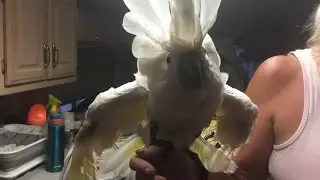 Crazy Mad Cockatoo Scolds Owner! Super Funny!