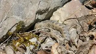 Vipera cu corn bănățeană (Vipera ammodytes ammodytes)
