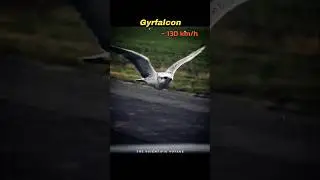 Fastest Birds on Earth! 🦅