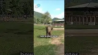 Как слоны пьют воду