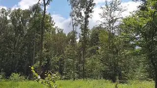Eine Stunde Bruchk&ouml;beler Wald &ndash; Entspannung | Meditation | Natur zuhause erleben