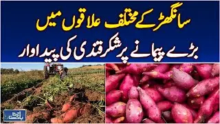 Sugarcane Cultivation in Sanghar | Profitable Crop for Farmers - Aaj Pakistan News
