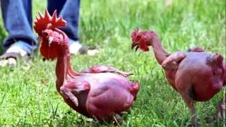 САМЫЕ НЕОБЫЧНЫЕ ПОРОДЫ КУР. ТОП-3