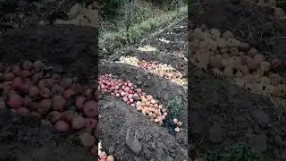 Яблочки уже только картохе)) #дача #wood #сад #farming