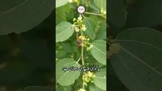 New Small Wild Bee 🐝 | Wild Bee | Dangerous Bee 🐝