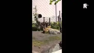 Nijlpaarden helpen jong eendje uit benarde positie