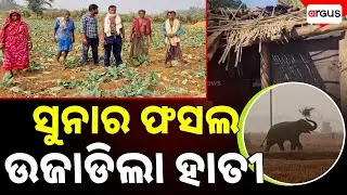 Elephant Destroyed All The Crops | Argus News | Elephant Attack | Athagarh