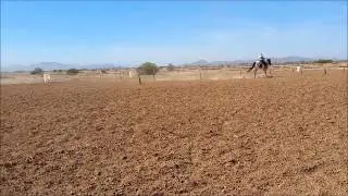 Loping a pattern 3 5 16