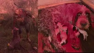 Barbara del Subasio HUNTER   HD 720p