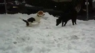 Snow Day for Roscoe the Bed Bug Dog & Bell Environmental's Beagles & Pals!