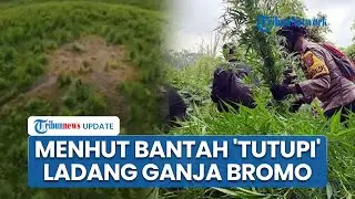 Menteri Kehutanan Buka Suara soal Temuan Ladang Ganja di TN Bromo, Bantah Sengaja Sembunyikan