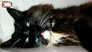 CAT COVID MEMES | apoCATlypse
