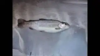 Syphon Trout & Tandanus catfish